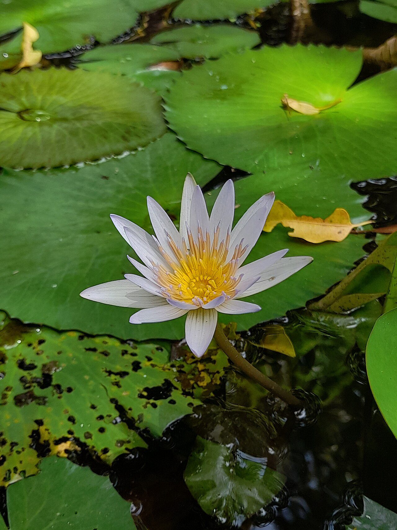 A serene lotus pond representing mental health services and wellness in Malaysia