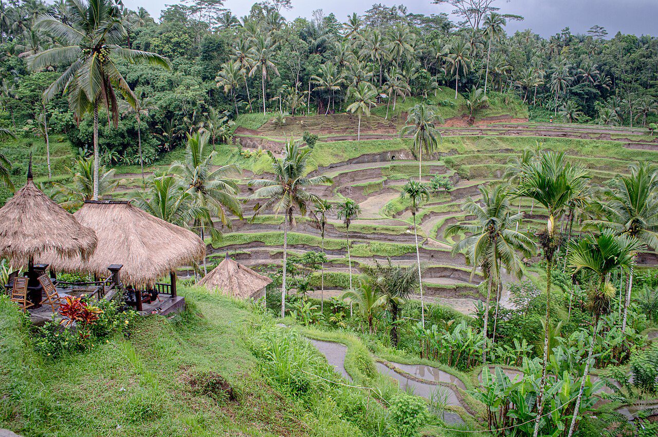 MM2H vs Indonesia visa - Tegallalang rice terraces in Bali, Indonesia