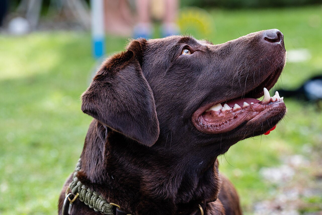 A pet dog illustrating the MM2H pets Malaysia import and quarantine rules